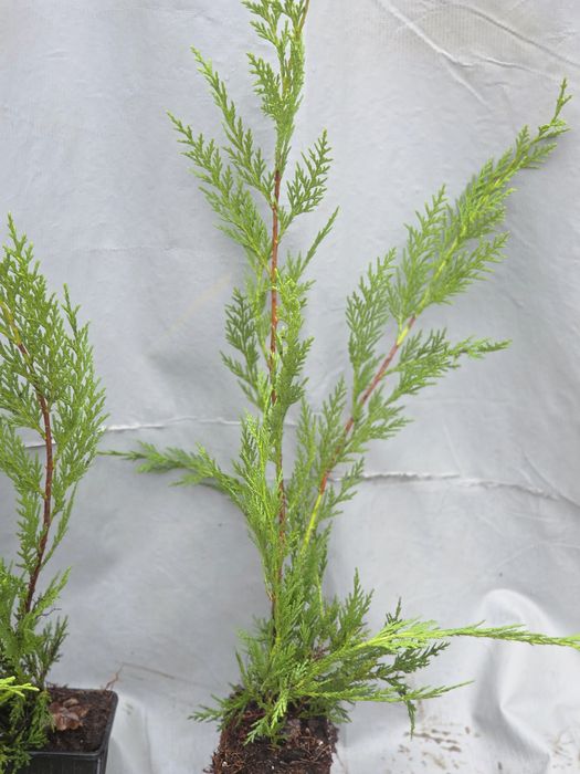 Cupressocyparis leylandii,  Cyprysowiec  Leylanda