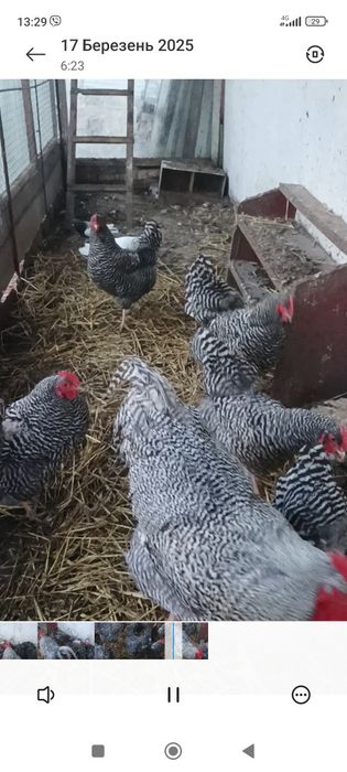 Інкубаційне яйце курей Амрокс.