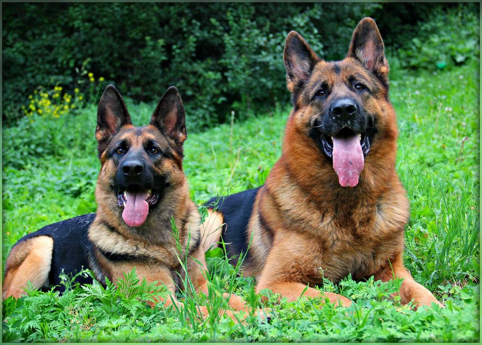 Німецька вівчарка, шикарні цуценята, від розпілдника КСУ