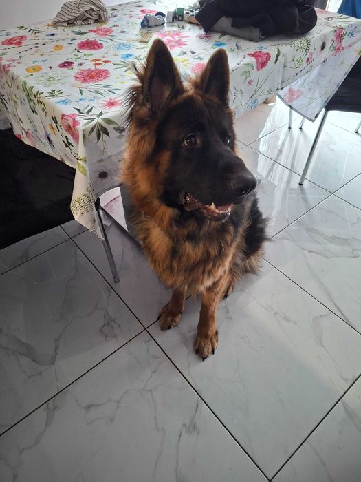 Owczarek niemiecki oddam za darmo