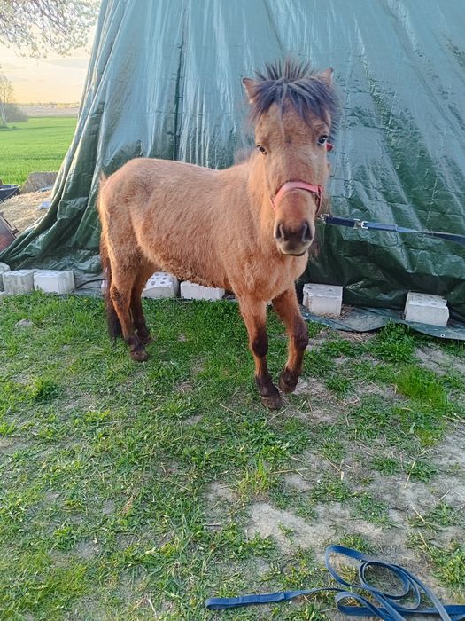 Sprzedam wałacha 3 letniego