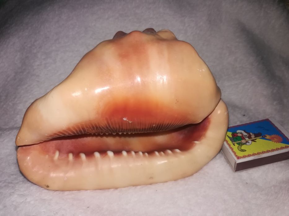 Продам мушлі (ракушки) океанічні, великі