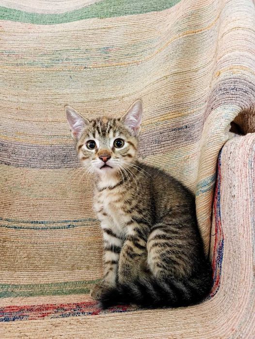 FÊMEA | Gatinha disponível para Adoção Responsável