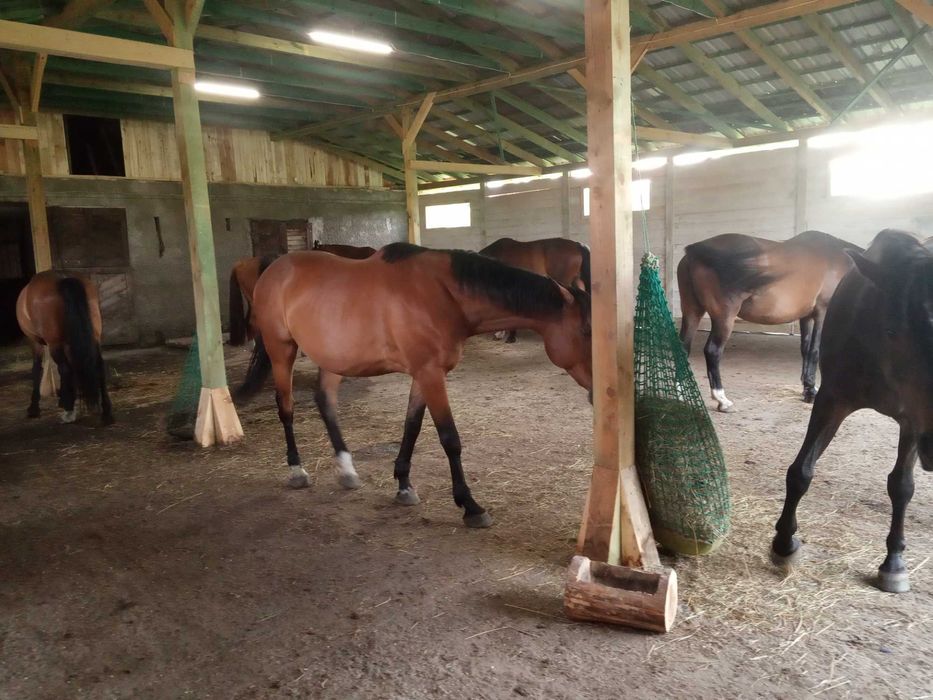 Pensjonat  dla koni blisko Warszawy