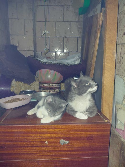 Кошеня в добрі руки безкоштовно