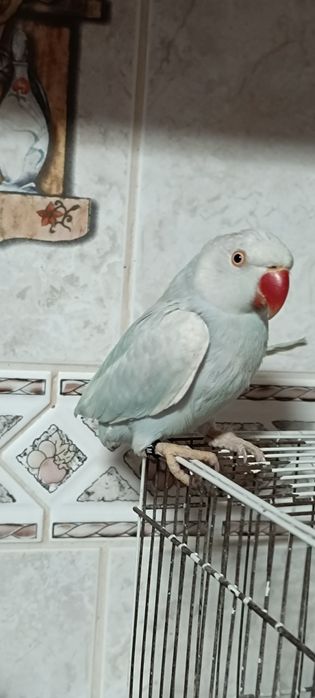 Ring neck criados a mão e bebés para criar a mão.