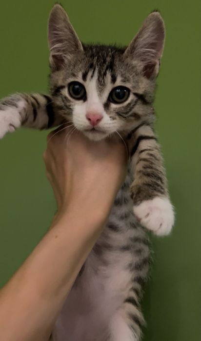 Кошенята Чіп і Дейл шукають родину