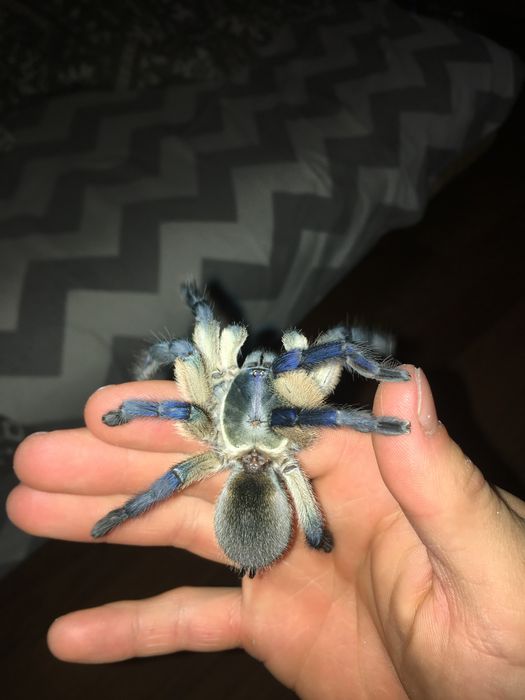 Monocentropus Balfouri samica 5 dc