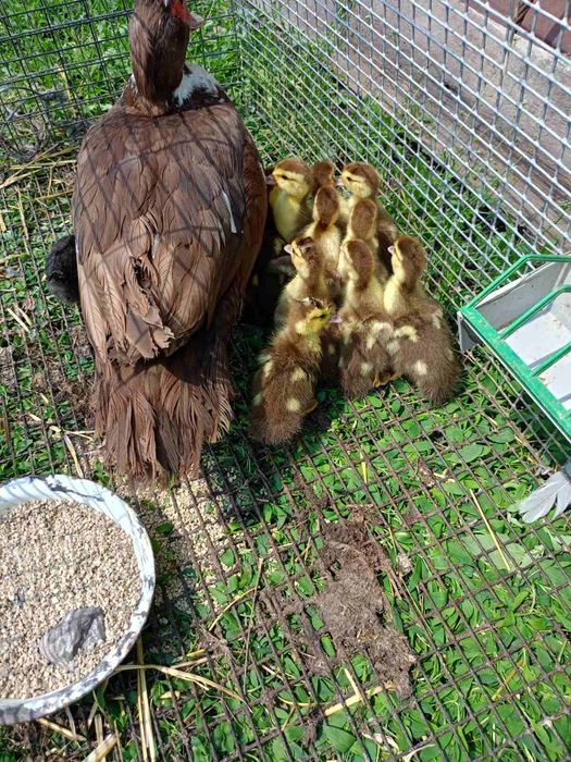 Продам качінят з качкою