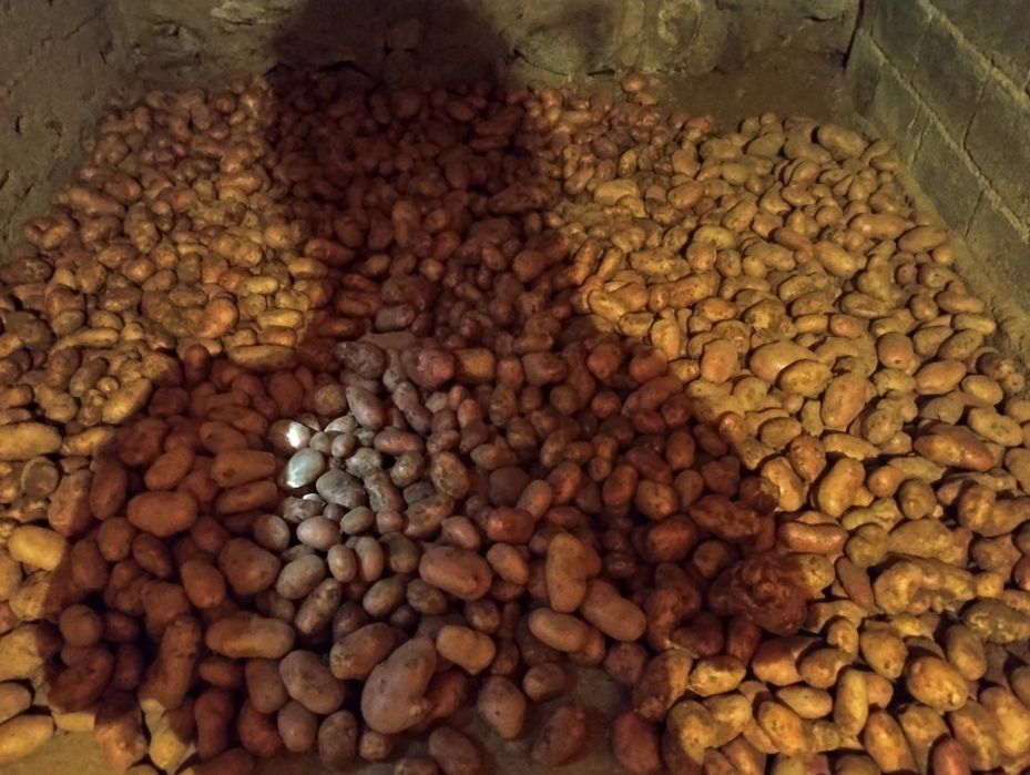 Batata branca ou vermelha