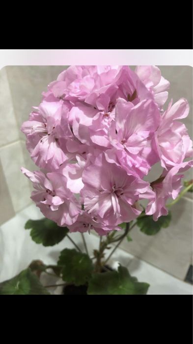 Пеларгонія ,бегонії,каланхоє,бальзамін для душі