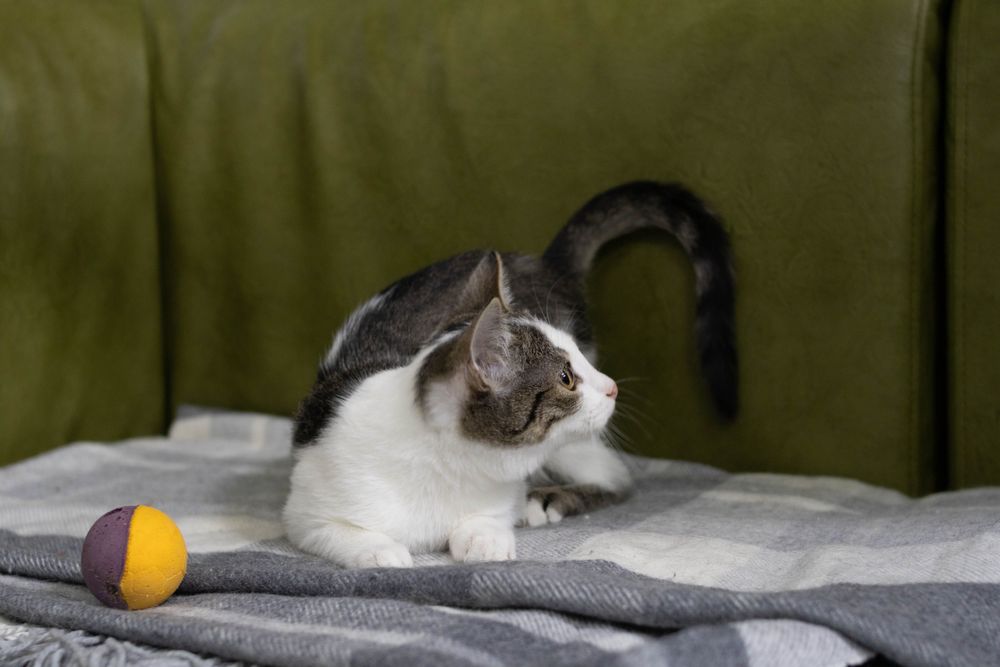 Кішечка, кошенятко маленьке