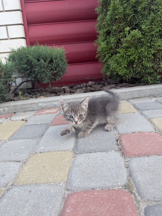 Відам кошенят в добрі руки