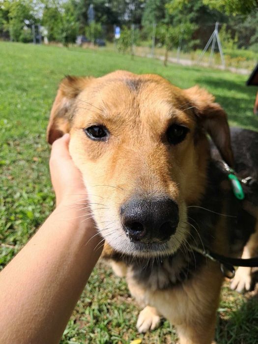 Felicja całe życie spędziła w schronisku. Czas na dom!