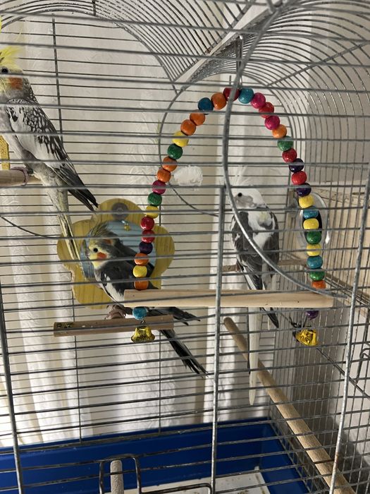 Papugi Nimfy Samce Młode