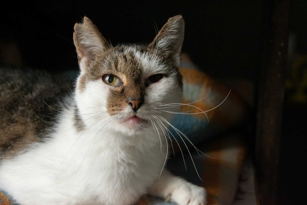 Sucharek-Kotek szuka domu