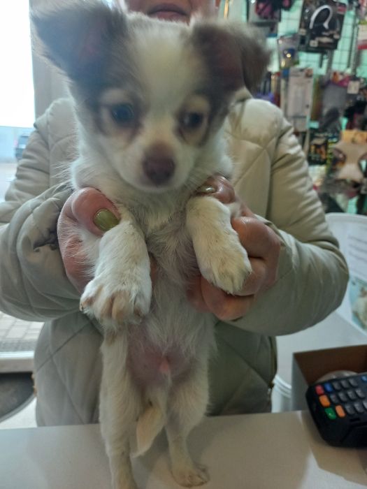 Продаю  цуцен Чихуахуа.