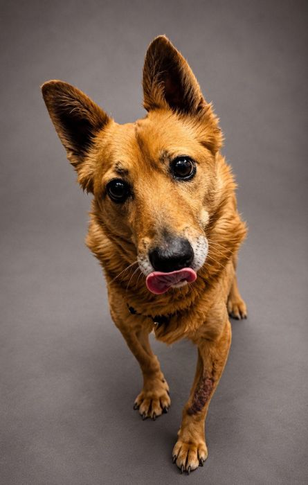 Fenomenalny Cooper do adopcji!