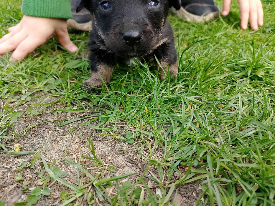 Szczeniaczek szuka domu