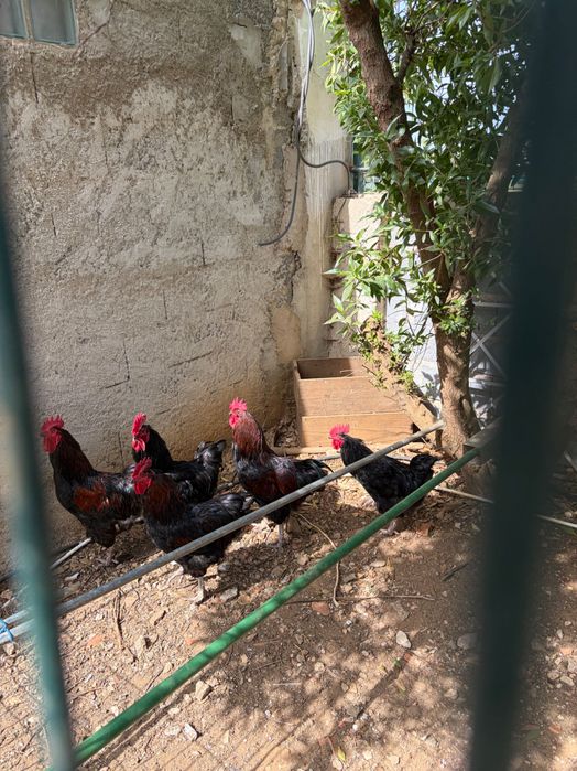 Galos de várias espécies