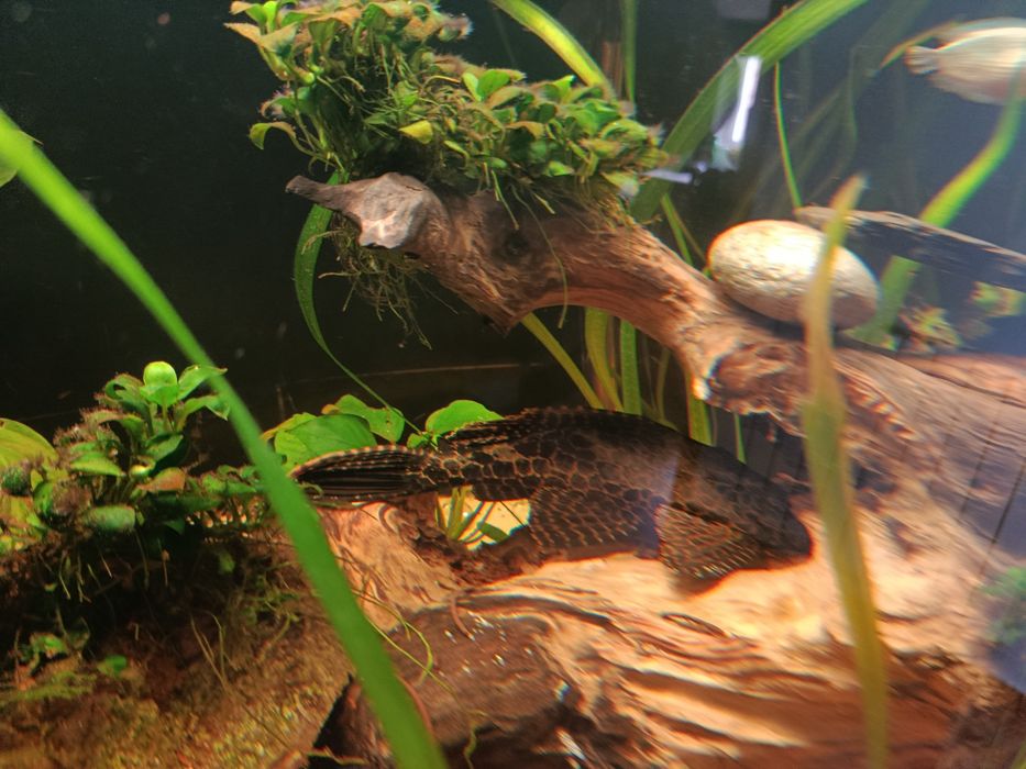 Pleco leopardo 20/25 cm