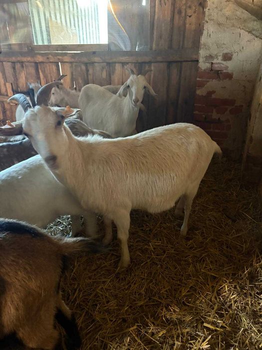 sprzedam kozy likwidacja stada