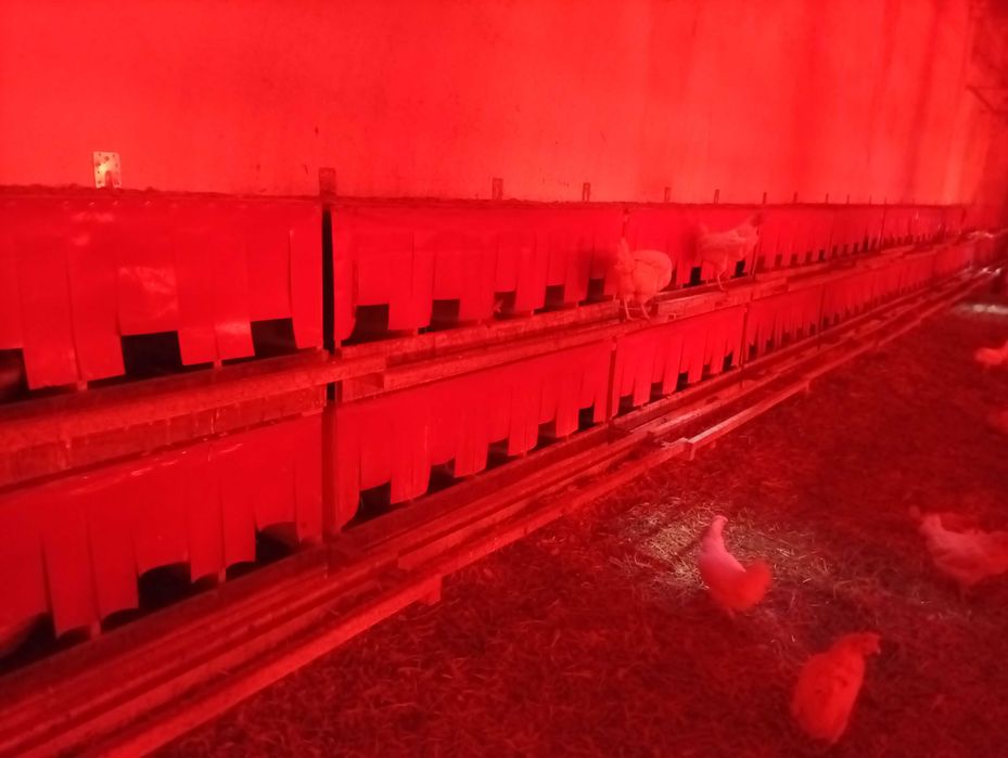 Gniazda dla kur niosek z szufladą na jajka