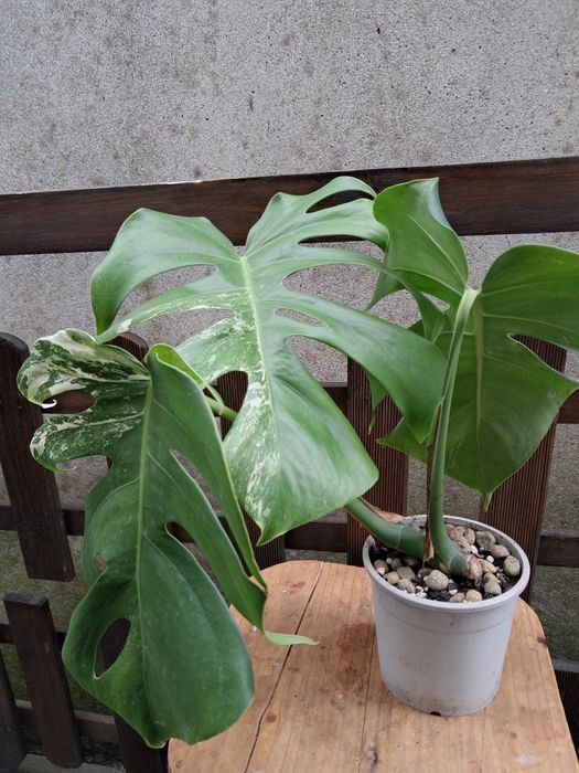 Monstera deliciosa alba - variegata - Planta Envasada