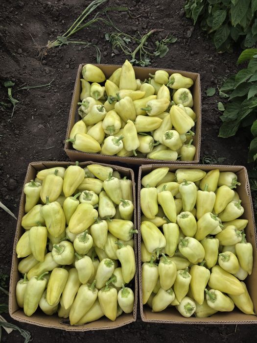 Продам ранній смачний перець Цинтія.