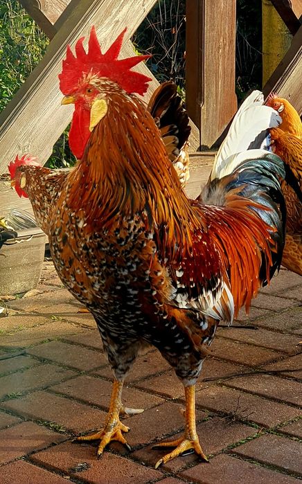 Jajka lęgowe od kolorowego stadka