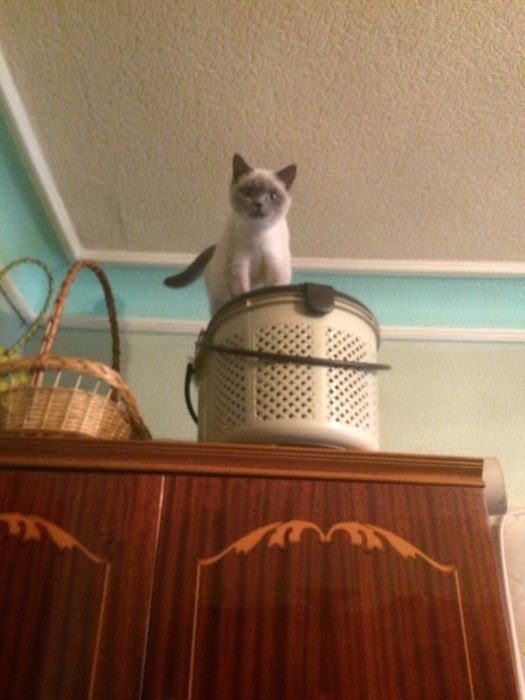 котята шатланд ские и британские