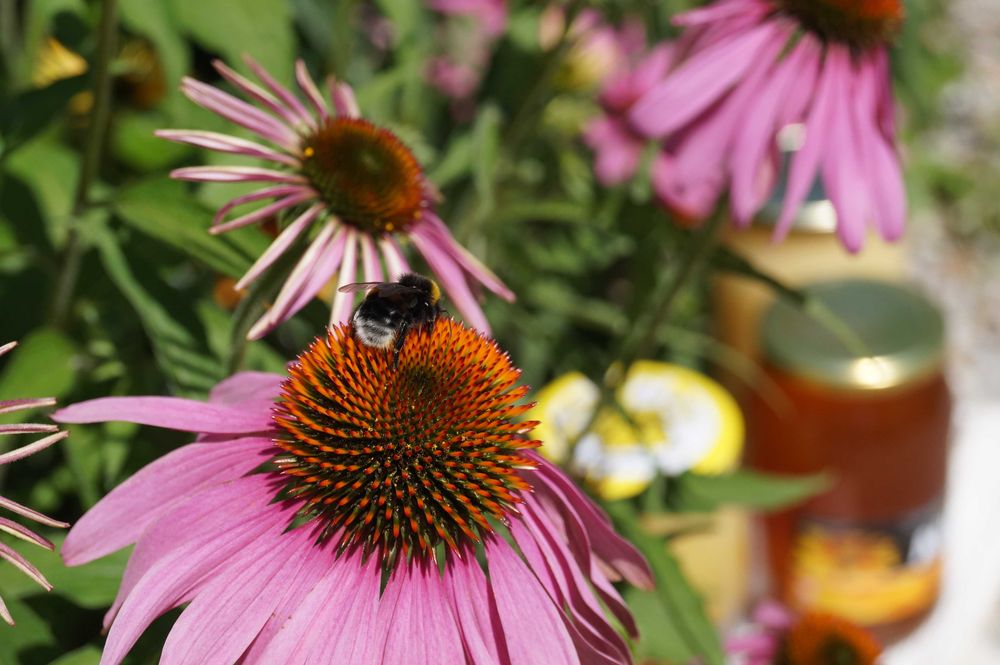 MIÓD miód z Roztocza