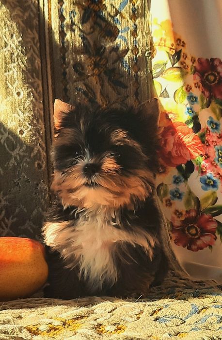 Очеровашка йоркширского терьера