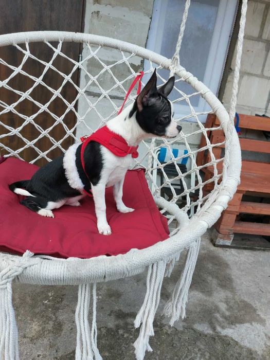 Piesek chihuahua  okolice Warszawy