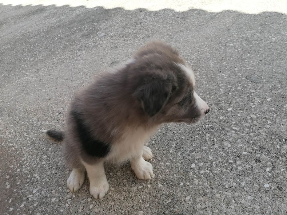 Fêmea Border Collie (rara) LOP/RI