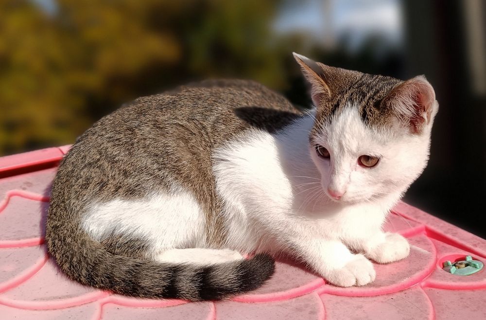 Kot, Kotek, Kocurek 5,5 miesięczny