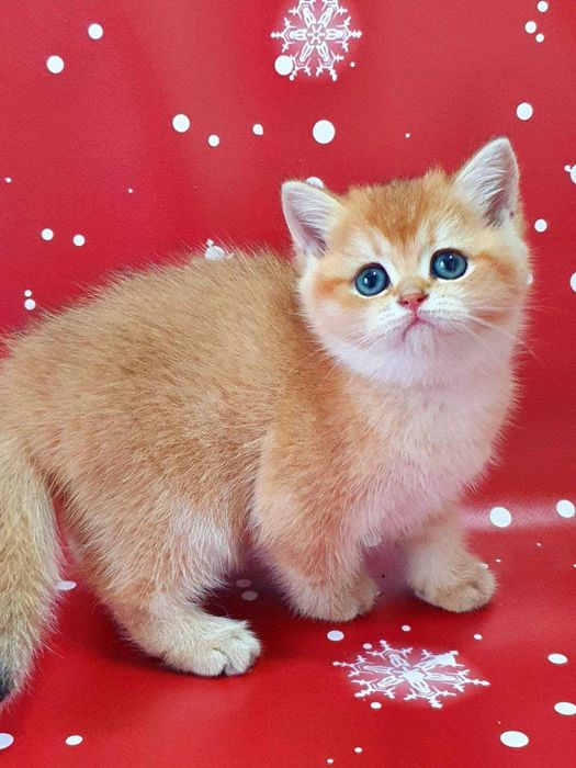 Британські хлопчик Тішка та дівчинка Тася окрас Золота шиншила