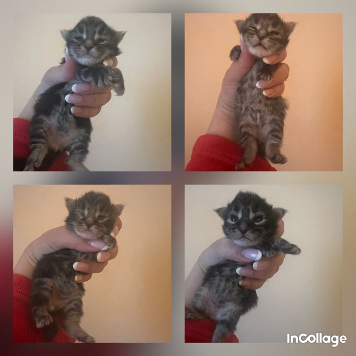 Бронювання Мейн кун