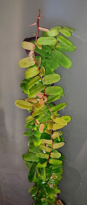 Marcgravia sintenisii rzadkie pnącze tropikalne terrarium paludarium