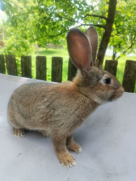 Продаю молоденькі кролики живою вагою