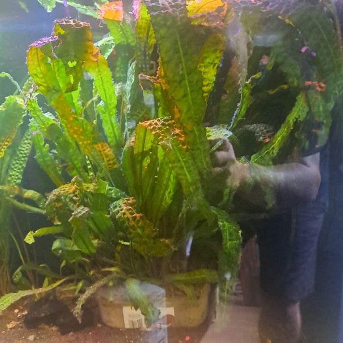 Roślina akwariowa kryptokoryna