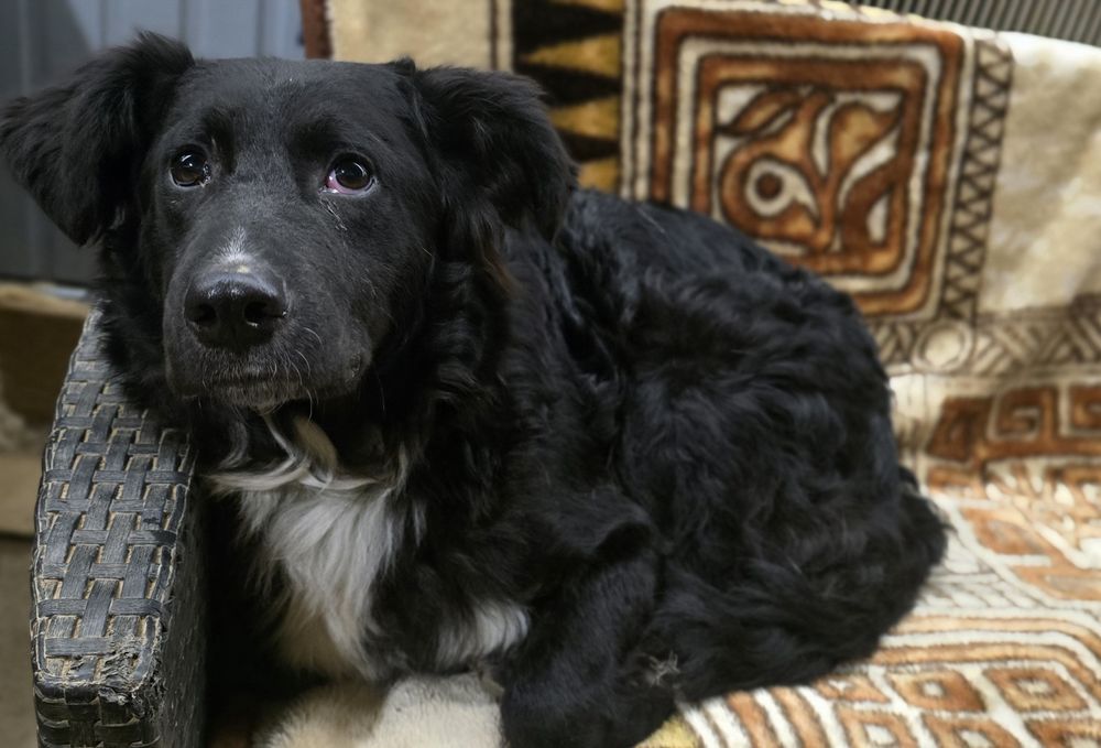 Młodziutki samiec do adopcji