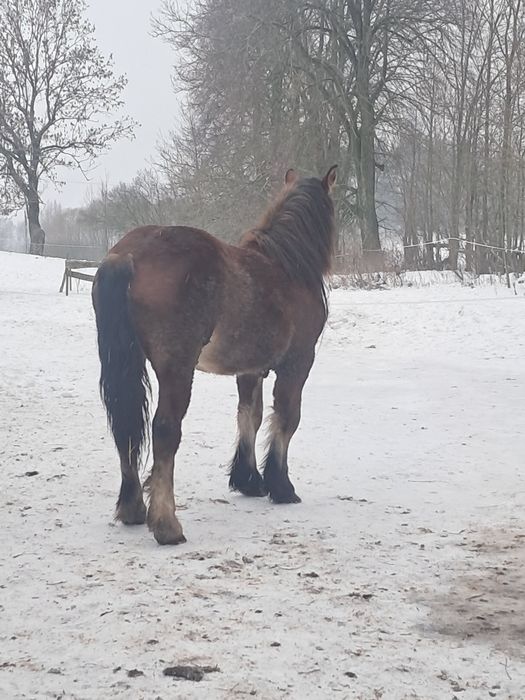Źrebka zimnokrwista