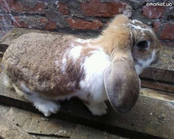 кролик французский баран