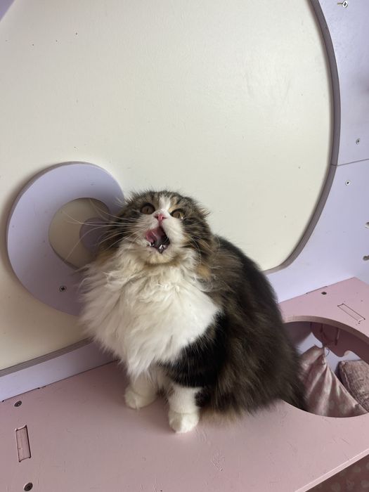 Haighland fold femea