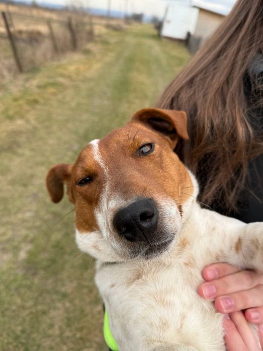 Джек Рассел терєр