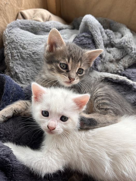 Кошенята шукають родину