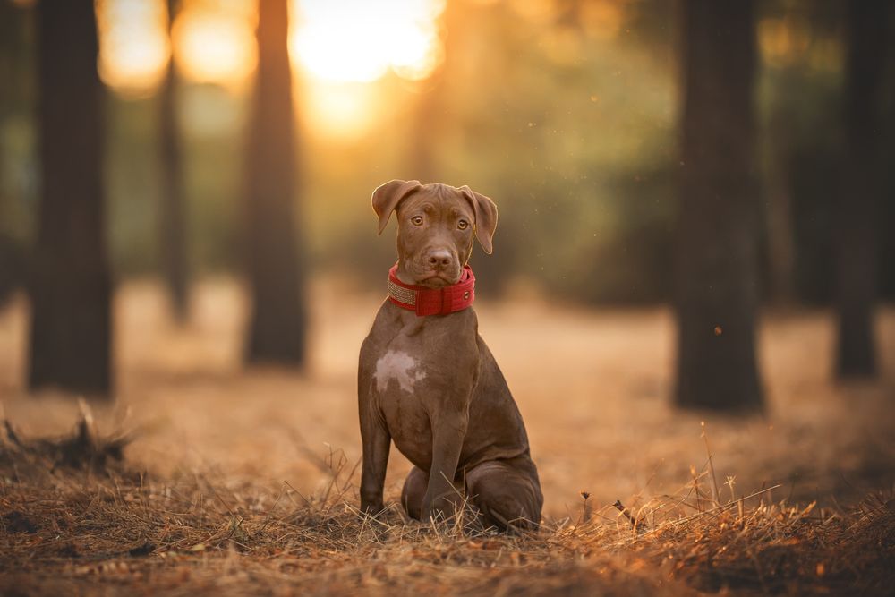 Щенки Американский питбуль терьер.  Пітбуль. Puppy Pitbull.
