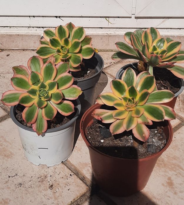 Aeoniuns impecáveis, com cores vibrantes.