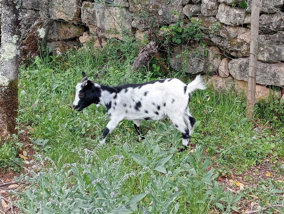 Cabras anãs para venda